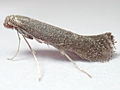 Tinagma ocnerostomella